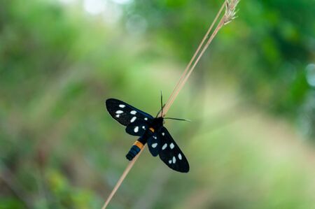 Close-up of a nine-spotted moth or yellow belted burnet