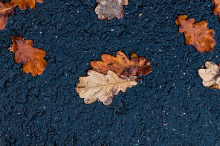 Leaf on the ground after the rain. Spring scene.