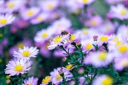 Close-up of pink common daisy in a garden. Bee collecting pollen. Bellis perennisの写真素材