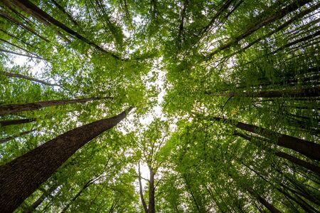 A view from the ground up of tall trees in a forest. Fisheye view.の写真素材