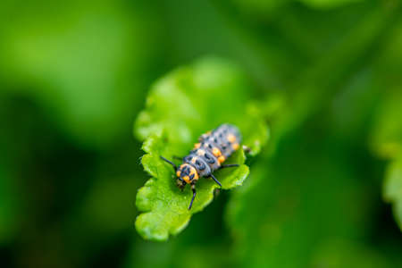 Close-up of a ladybird larvae on a leaf. Shallow depth of field.の写真素材