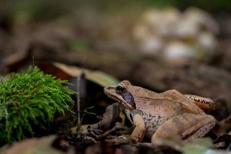 Close-up of a frog in the woodsの写真素材