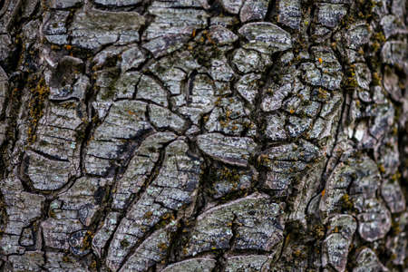 Close-up on bark texture of a walnut tree