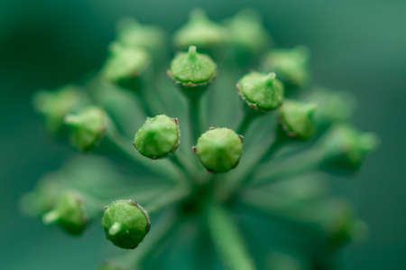 Close-up of a flower's green pistils. Selective focus.の写真素材