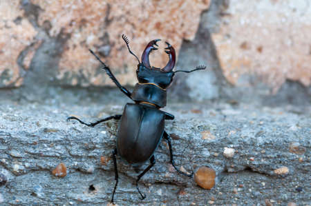 Close-up of a stag beetle walking on the ground.の写真素材