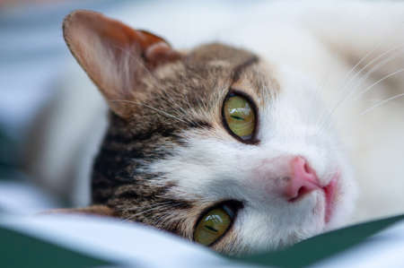 Close-up of a lazy cat prepearing to sleep