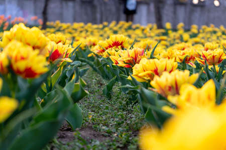 Close-up on a field of tulips in a park. Ground view.