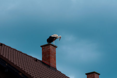 White stork (Ciconia ciconia) sitting on a chimney. Rural scene.の写真素材