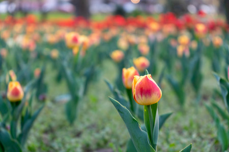 Close-up of a yellow red tulip with a field of flowers in the backgroundの写真素材