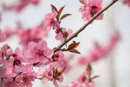 Close-up of black cherry plum blossom branches