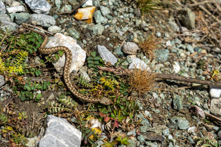 A young horned viper crawling away in the dirt. Top view. Vipera ammodytes.の写真素材