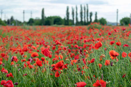 A view of a poppy field with trees in the backgroundの写真素材