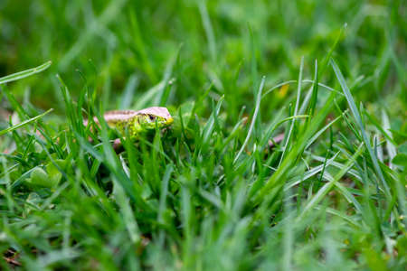 Small green lizard hiding in the grassの写真素材