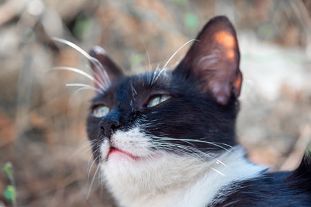 Close-up of a cat, outdoors feline portrait. Focus on the noseの写真素材