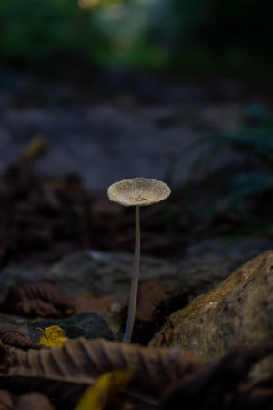 Close-up on a mushroom surrounded by rocks and leaves in the forestの写真素材