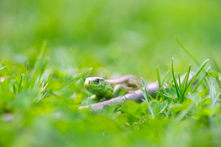Small green lizard hiding in the grassの写真素材