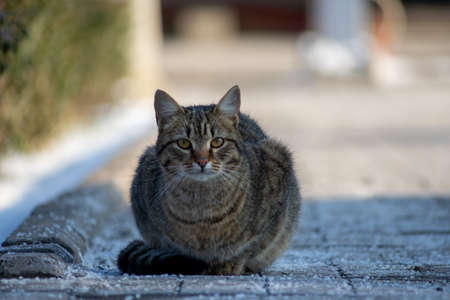 Cat sitting on the gound and looking at the people in the streetの写真素材