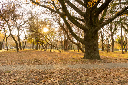 A tree with a thick stem and many branches in a parkの写真素材