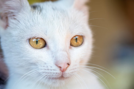 Close-up portrait of a white stray catの写真素材