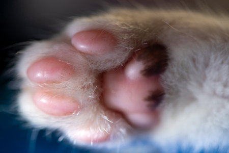 Close-up detail of a cat's pawの写真素材