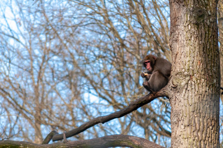 Monkey eating food while sitting on a branch in a treeの写真素材