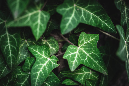 Close-up on some green ivy leaves climbing on a treeの写真素材