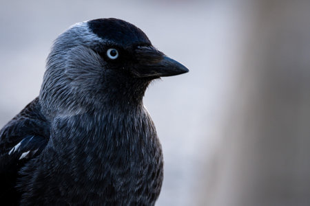 Close-up of a western jackdaw, corvus monedula, eurasian jackdawの写真素材