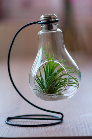 Close-up of an ornamental plant inside a light bulb made of glassの写真素材