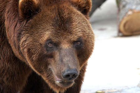 Brown bearの写真素材