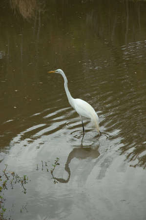 A white bird at the pond, fishing, including reflectionの写真素材