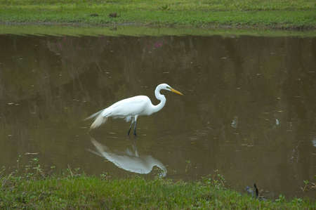 A white bird at the pond, fishing, including reflectionの写真素材