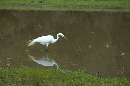 A white bird at the pond, fishing, including reflectionの写真素材