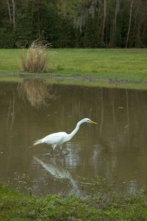 A white bird at the pond, fishing, including reflectionの写真素材