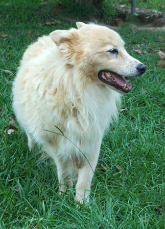 A very light brown dog who stayed outside during Katrina, looking very unamused about things.の写真素材