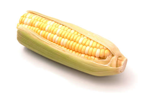An ear of corn over whiteの写真素材