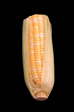 Ear of corn isolated over blackの写真素材