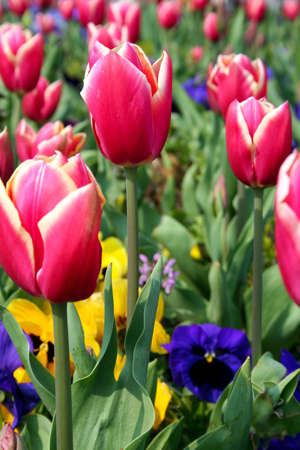 beauty colorful flowers tulips spring 