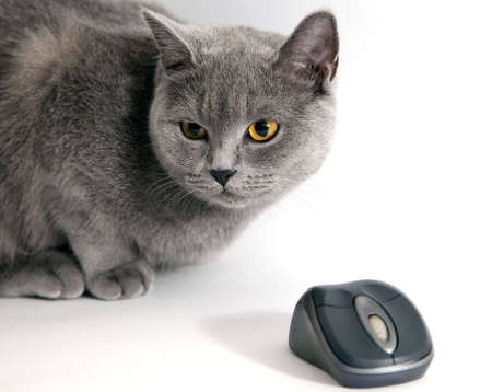 british blue cat with wifi mouse isolatedの写真素材