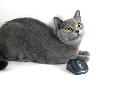 british blue cat with wifi mouse isolatedの写真素材