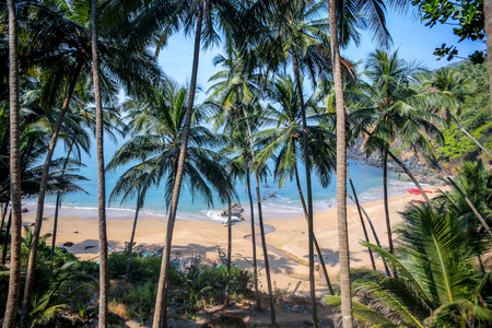 Tropical beach in Goa on a background of palm trees
