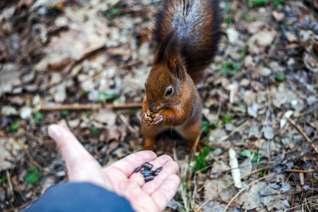 Squirrel eating nut and sunflower seeds on the tree in the summer park.の写真素材
