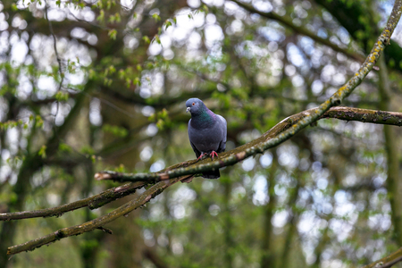 City pigeon sits on a branch in a spring forest.の写真素材