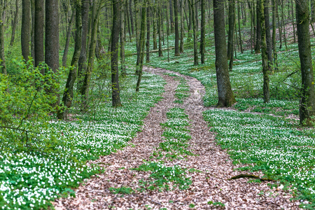 Road in a spring forest with beautiful white flowersの写真素材