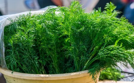 Juicy spring fresh green dill and parsleyの写真素材