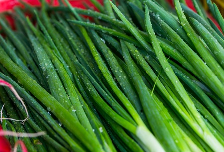 Spring vegetables - onion, radish, dill, saladの写真素材