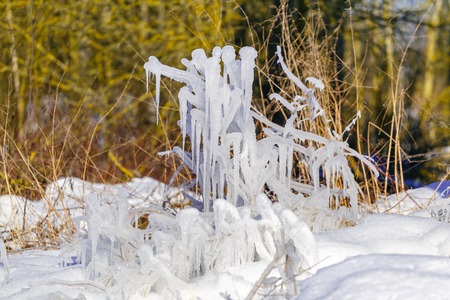 Frozen drops of water on the grass and bushes with a bright winter sun