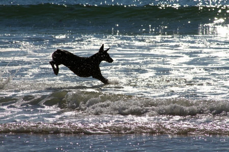 Doberman Pinscher leaping the waves on Carmel Beach at duskの写真素材