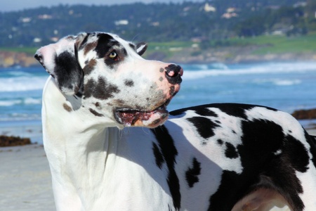 Harlequin Great Dane, 9 months old,  on Carmel Beach, Side Viewの写真素材