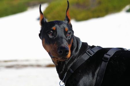 Doberman Headshot overlooking his shoulder on Carmel Beachの写真素材