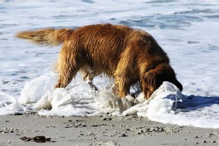 Golden Retriever Buries His Head in the Surf While Trying to Retrieve Tennis Ballの写真素材